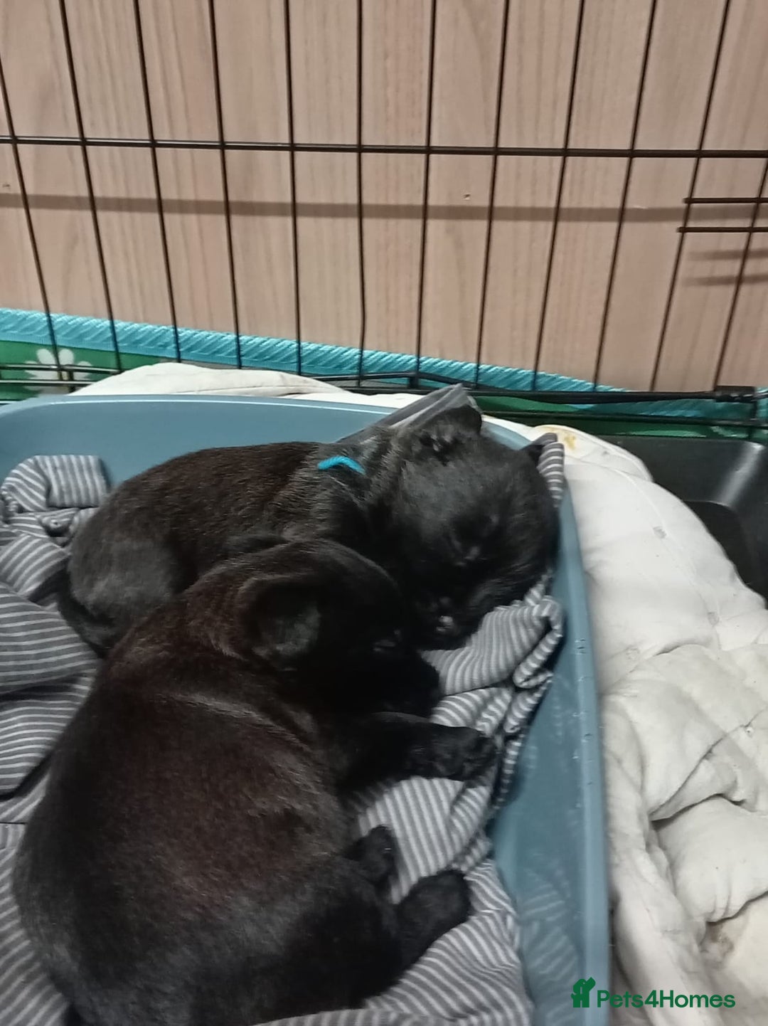 Mixed Breed dogs for sale: 3/4 border terrier pups  - Image 4