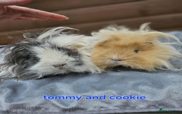 Guinea Pig rodents for sale: Lunkarya  - Image 7