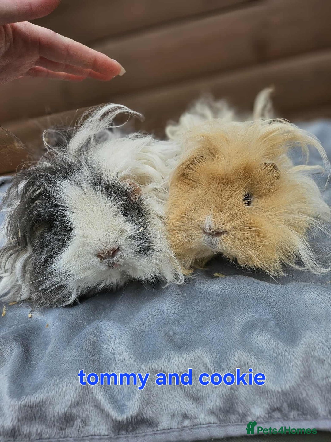 Guinea Pig rodents for sale: Lunkarya  - Image 7