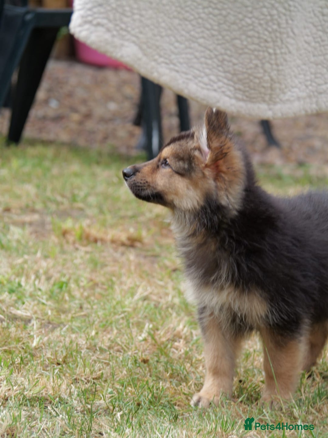 Mixed Breed dogs for sale: Shollies  in Rochdale - Image 16