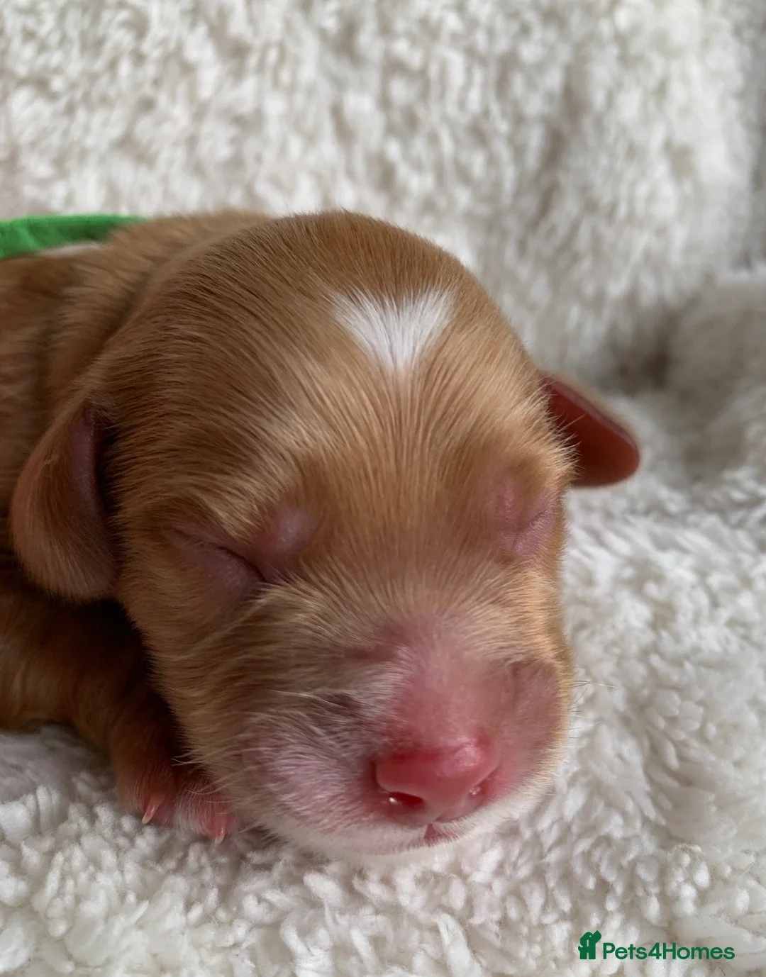 Cockapoo dogs for sale: Cockapoos Due 11th February- Waiting List Open - Advert 4