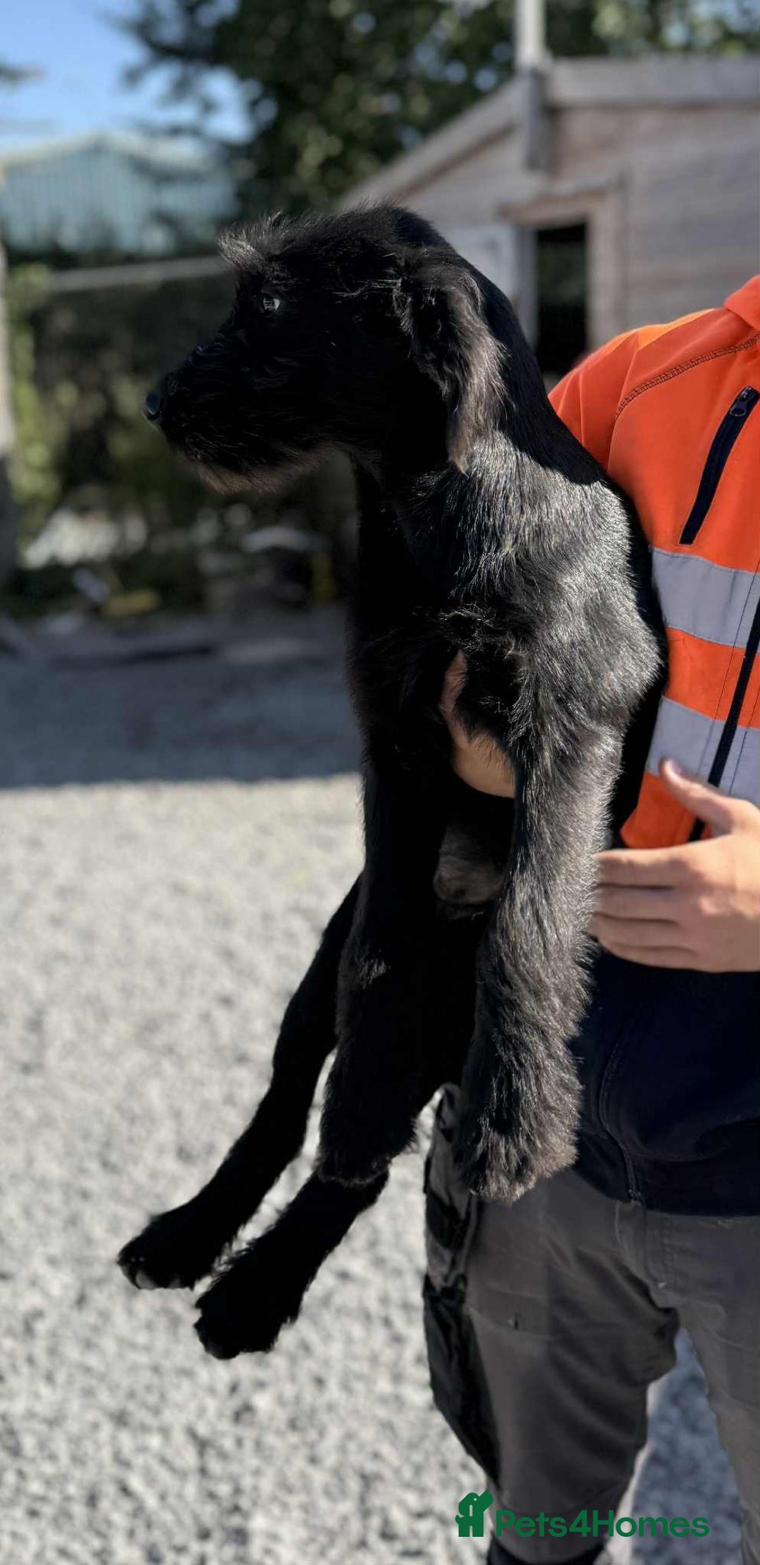 Mixed Breed dogs for sale: Giant Schnauzers x Caucasian shepherd  in Crook - Image 2