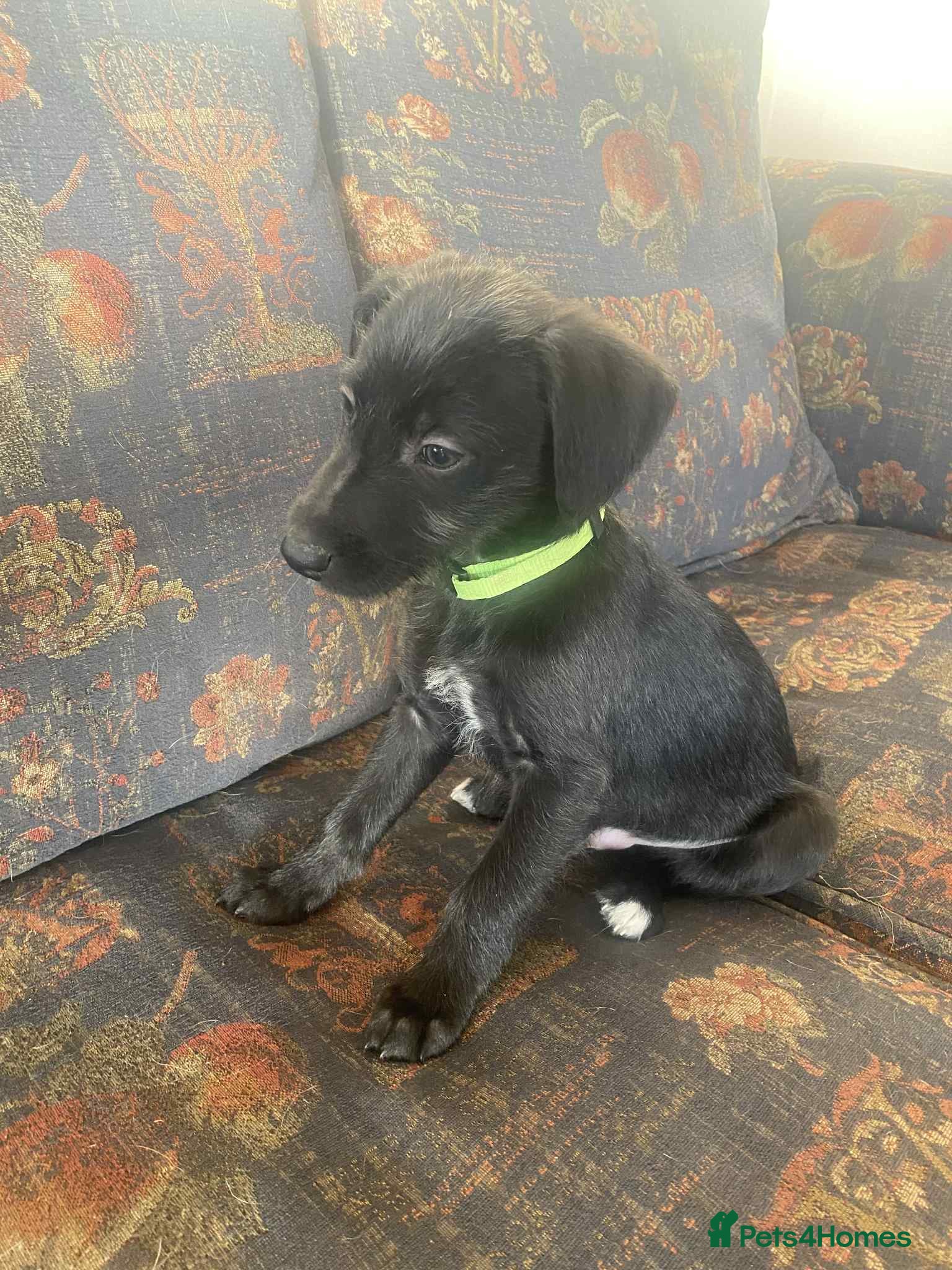 Mixed Breed dogs F1 BEDLINGTON X WHIPPETS - Advert 3