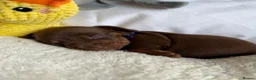 Miniature Dachshund dogs for sale: Miniature dachshund puppies - Advert 12