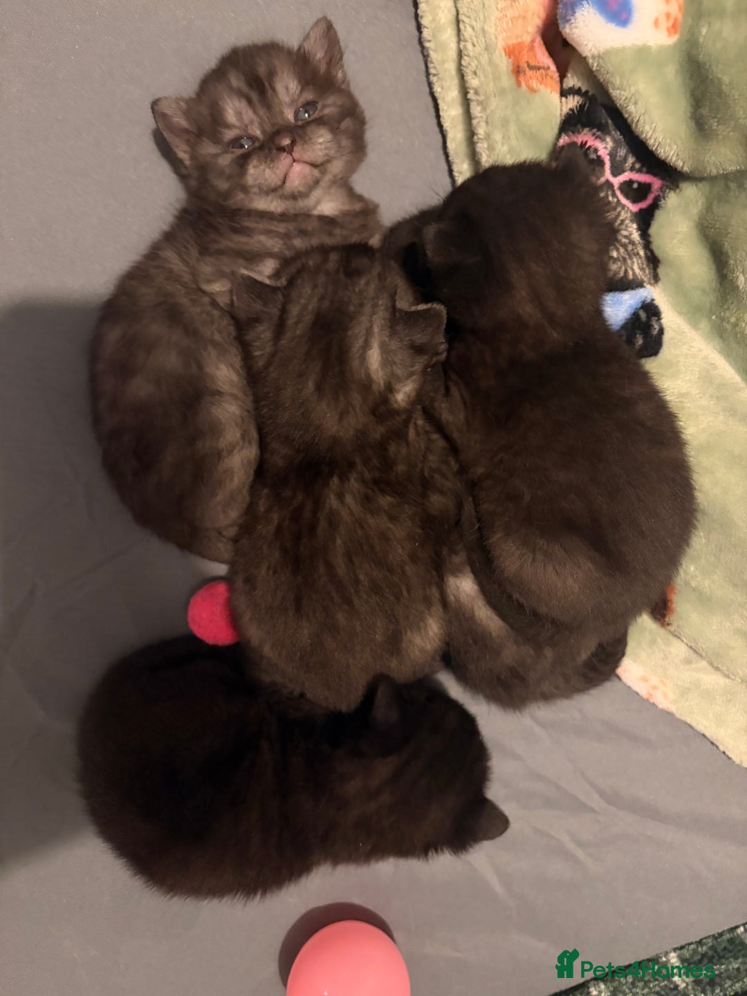 British Shorthair cats for sale: Beautiful British Shorthair Kittens  - Advert 8