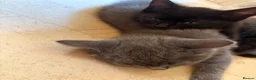 Mixed Breed cats for sale: Two cute girlies  - Advert 2