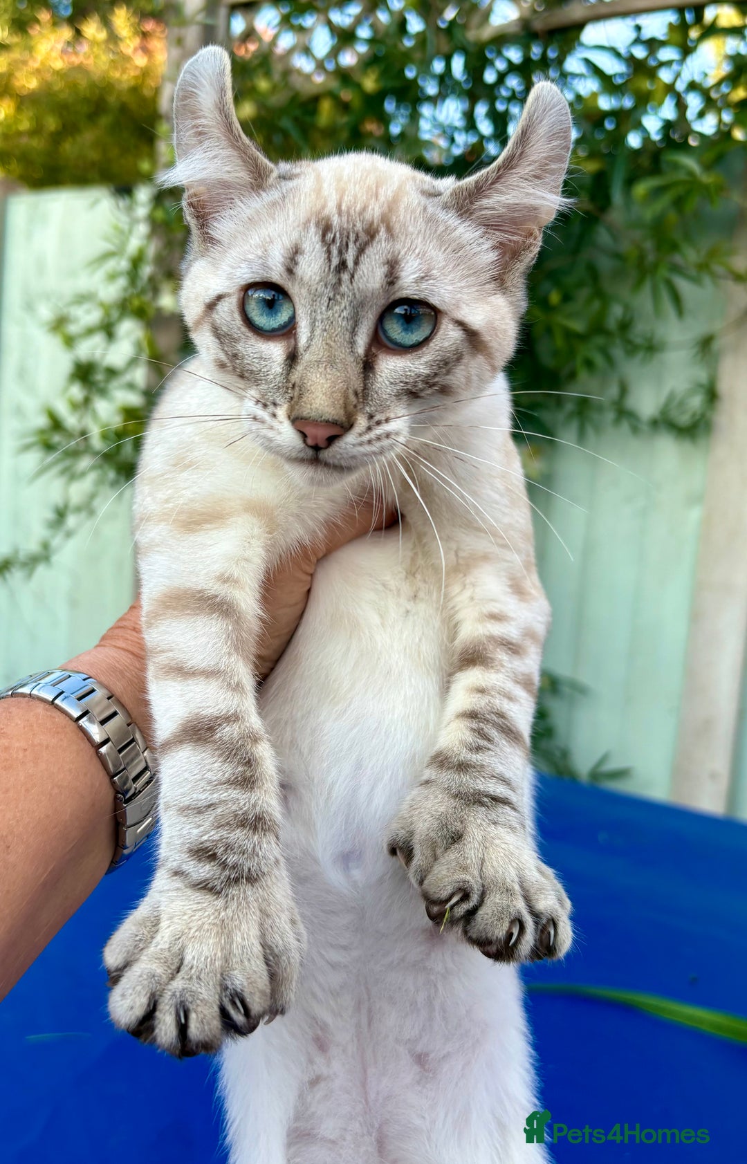 Keetso cats for sale: Wild looking polydactyl curled eared snow leopard  - Image 30