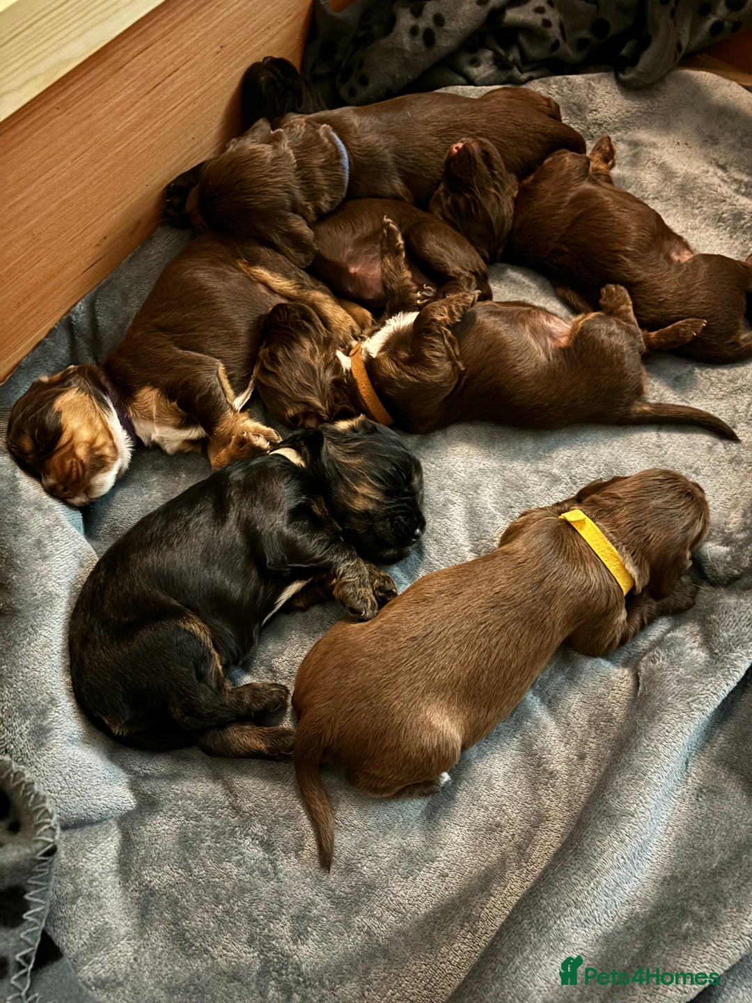 Cocker Spaniel dogs for sale: Beautiful Cocker Spaniel Puppies - Advert 14