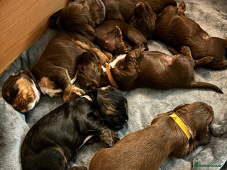 Cocker Spaniel dogs Beautiful Cocker Spaniel Puppies - Advert 11