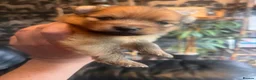 Pomeranian dogs for sale: Pomeranian Puppies  - Advert 7