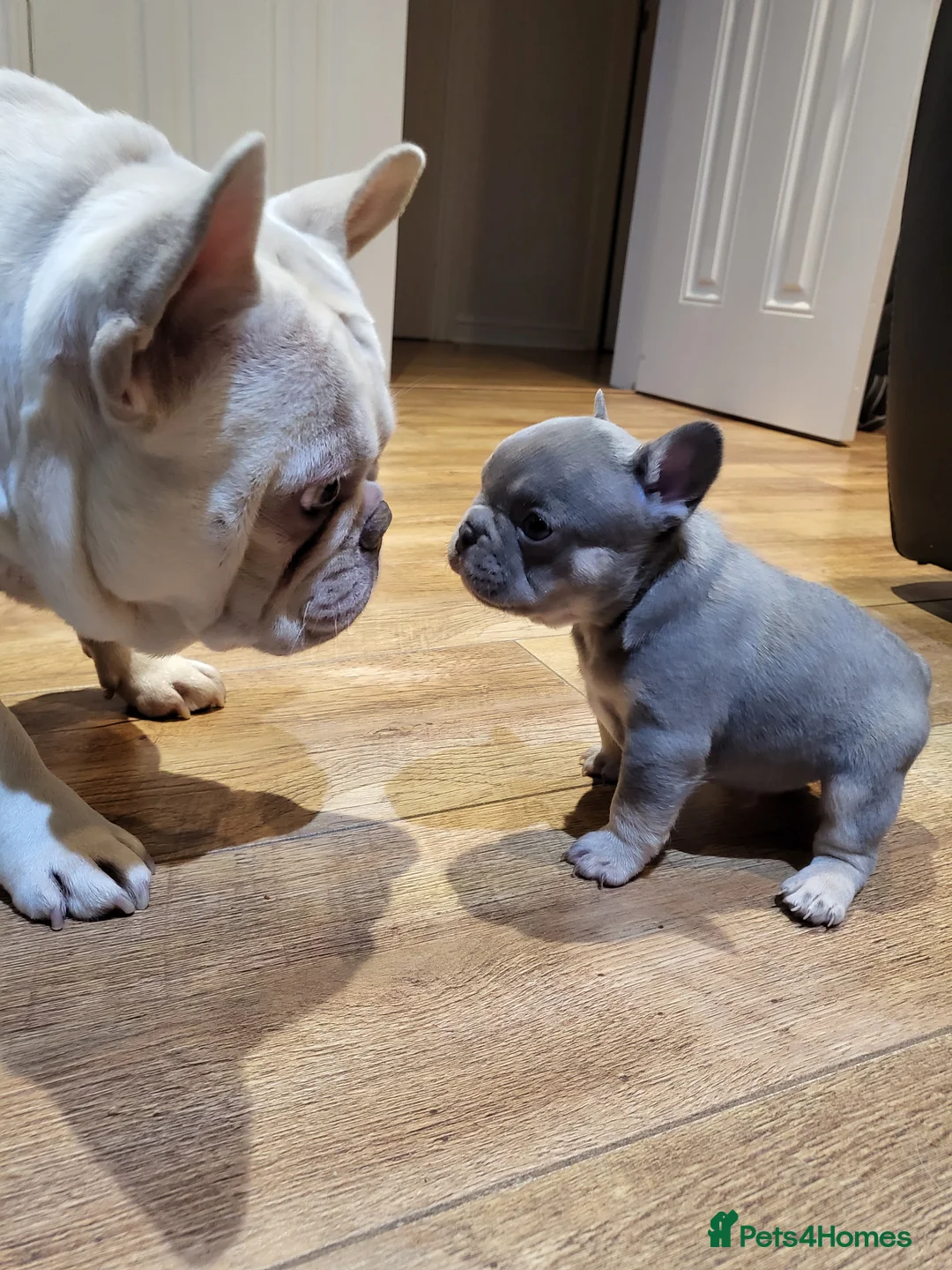 French Bulldog dogs for stud: Amazing structure and quality ‼️ in Ebbw Vale - Advert 29