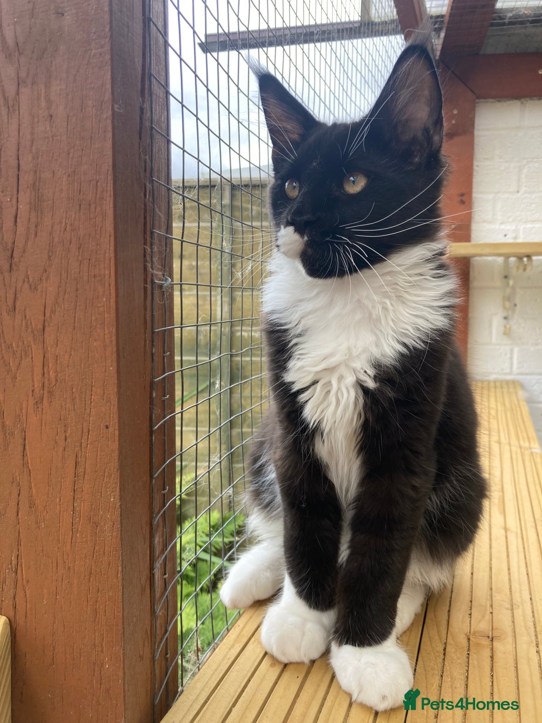 Maine Coon cats for sale: Pedigree Maine Coon Kittens (TICA) - Image 9