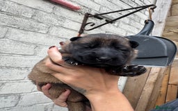 German Shepherd dogs for sale: Working line German shepherd  - Image 4