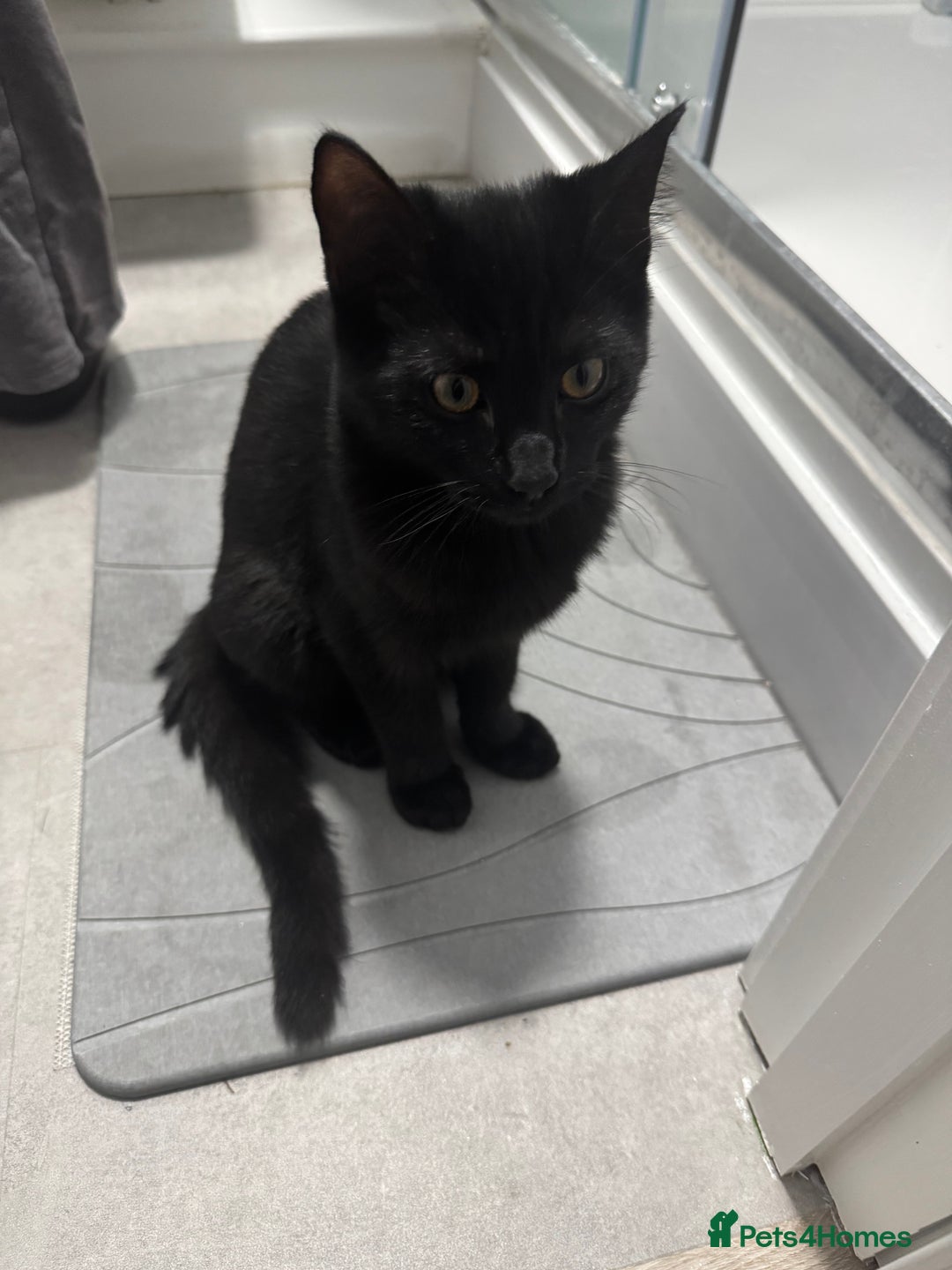 Mixed Breed cats for sale: 7 months old kittens - Image 8