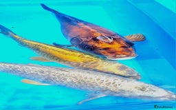 Goldfish fish for sale: GOLDFISH KOI CARP GHOST CARP BUTTERFLY KOI FISH - Image 10