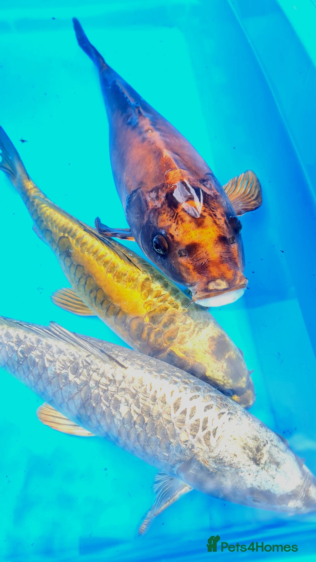 Goldfish fish for sale: GOLDFISH KOI CARP GHOST CARP BUTTERFLY KOI FISH - Image 10