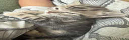 British Shorthair cats for sale: Lambo, special point British shorthair  - Advert 14