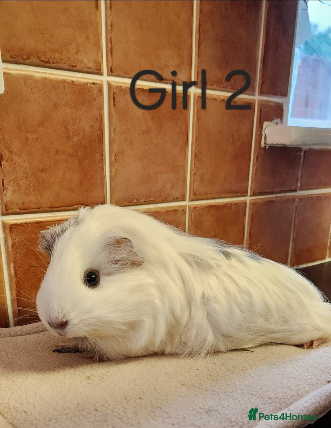 Guinea Pig rodents for sale: Cute Guinea Pigs - Advert 3