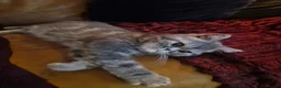 Persian cats for sale: Grey tabby exotic male  - Advert 4