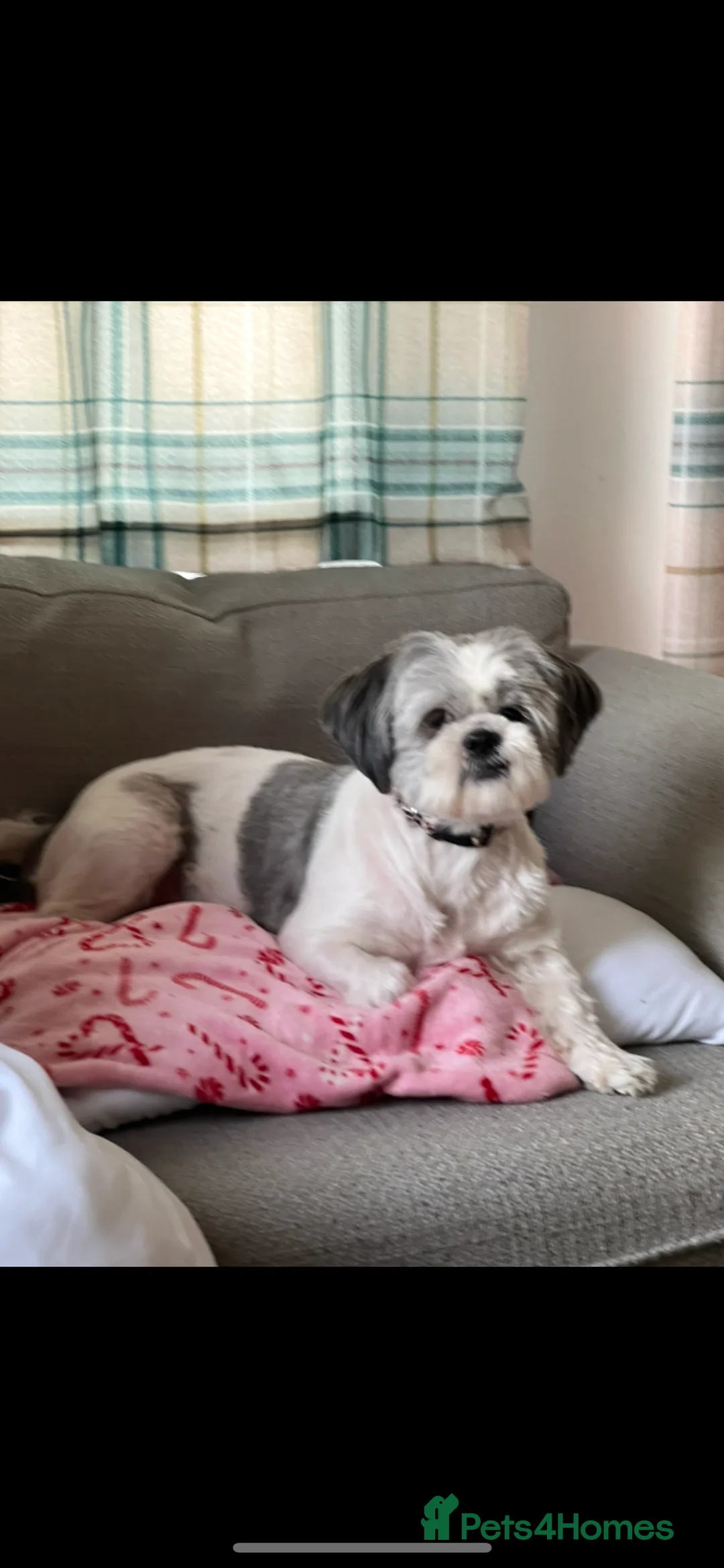 Shih Tzu dogs for sale: Shih Tzu puppies - Advert 15