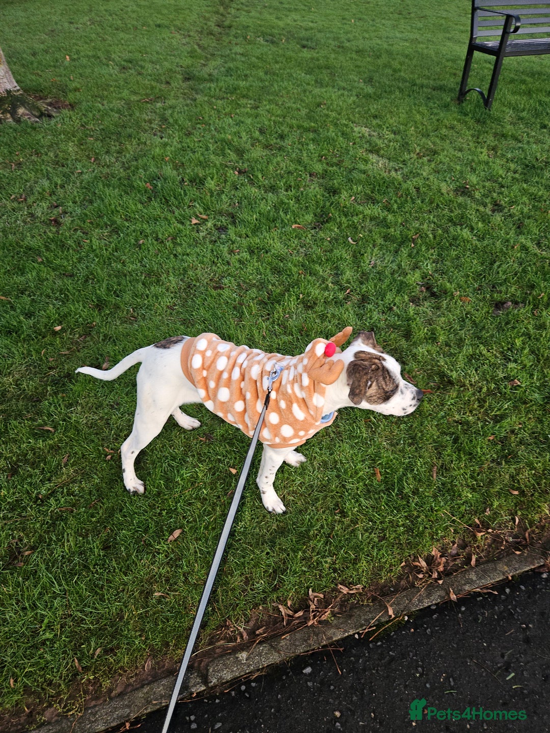 Staffordshire Bull Terrier dogs for sale: 1 year old female staffy - Image 1