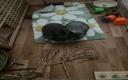 Mixed Breed rabbits for sale: Neutered bonded bunnies  - Image 3