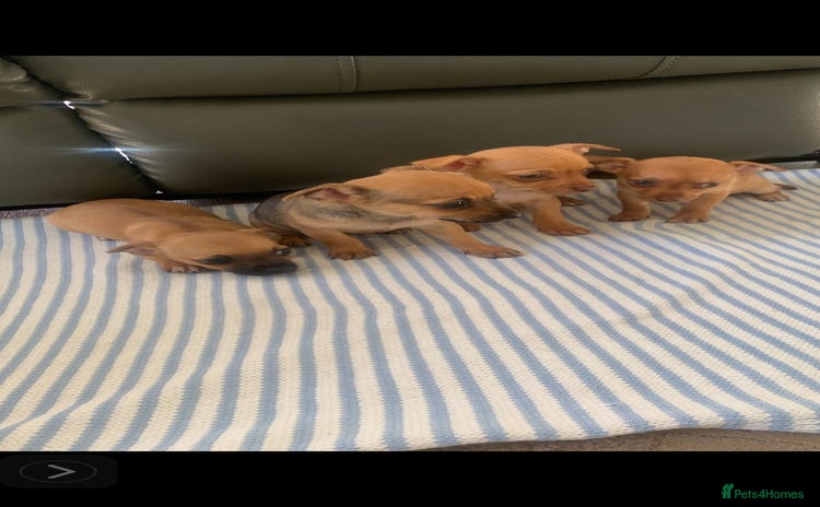 Mixed Breed dogs - Advert 5