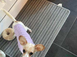 Chiweenie dogs Beautiful girl - Advert 1