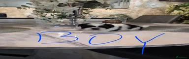 Shih Tzu 3