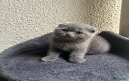 Scottish Fold cats for sale: Beautiful Scottish folds and straights kittens🎀 - Image 30