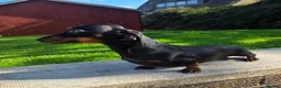 Miniature Dachshund dogs for sale: Tiny Black & Tan female, 1 year old - Advert 1