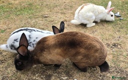 Chinchilla rabbits for sale: No more; it's finished  in Luton - Image 8
