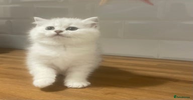 British Shorthair cats Ready now. Black Tipped BSH female kitten - Advert 5