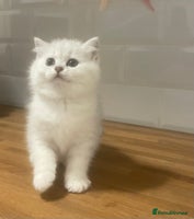 British Shorthair cats Ready now. Black Tipped BSH female kitten - Advert 6