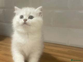 British Shorthair cats - Advert 7