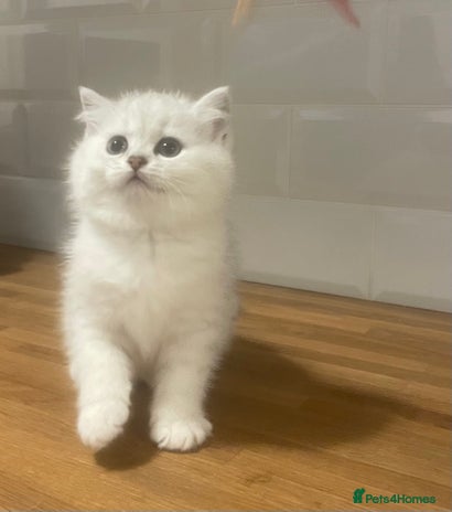 British Shorthair cats - Advert 6