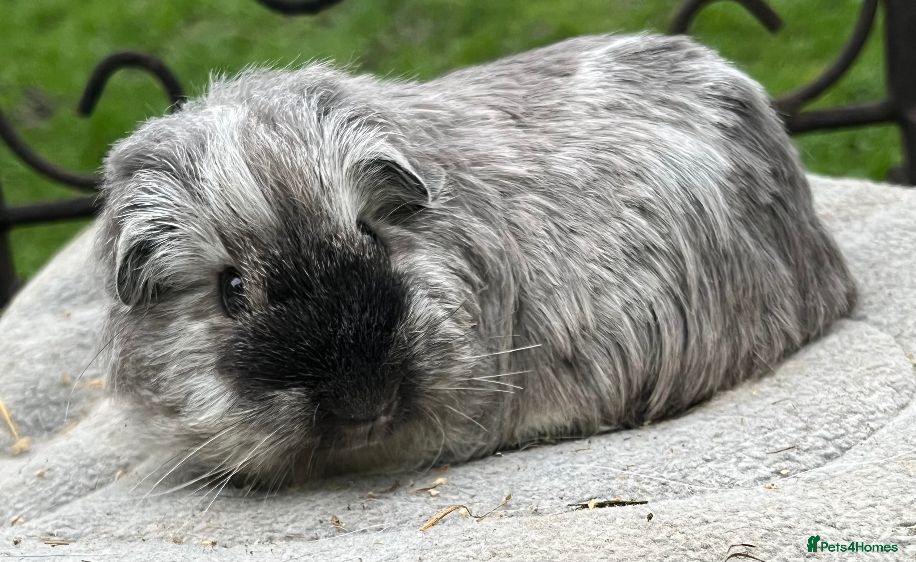 Guinea Pig rodents Texel and Sheltie  baby Guinea pigs.  - Advert 11