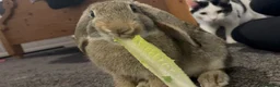 Mixed Breed rabbits for sale: Bunnie for re-homing   in Margate - Advert 3