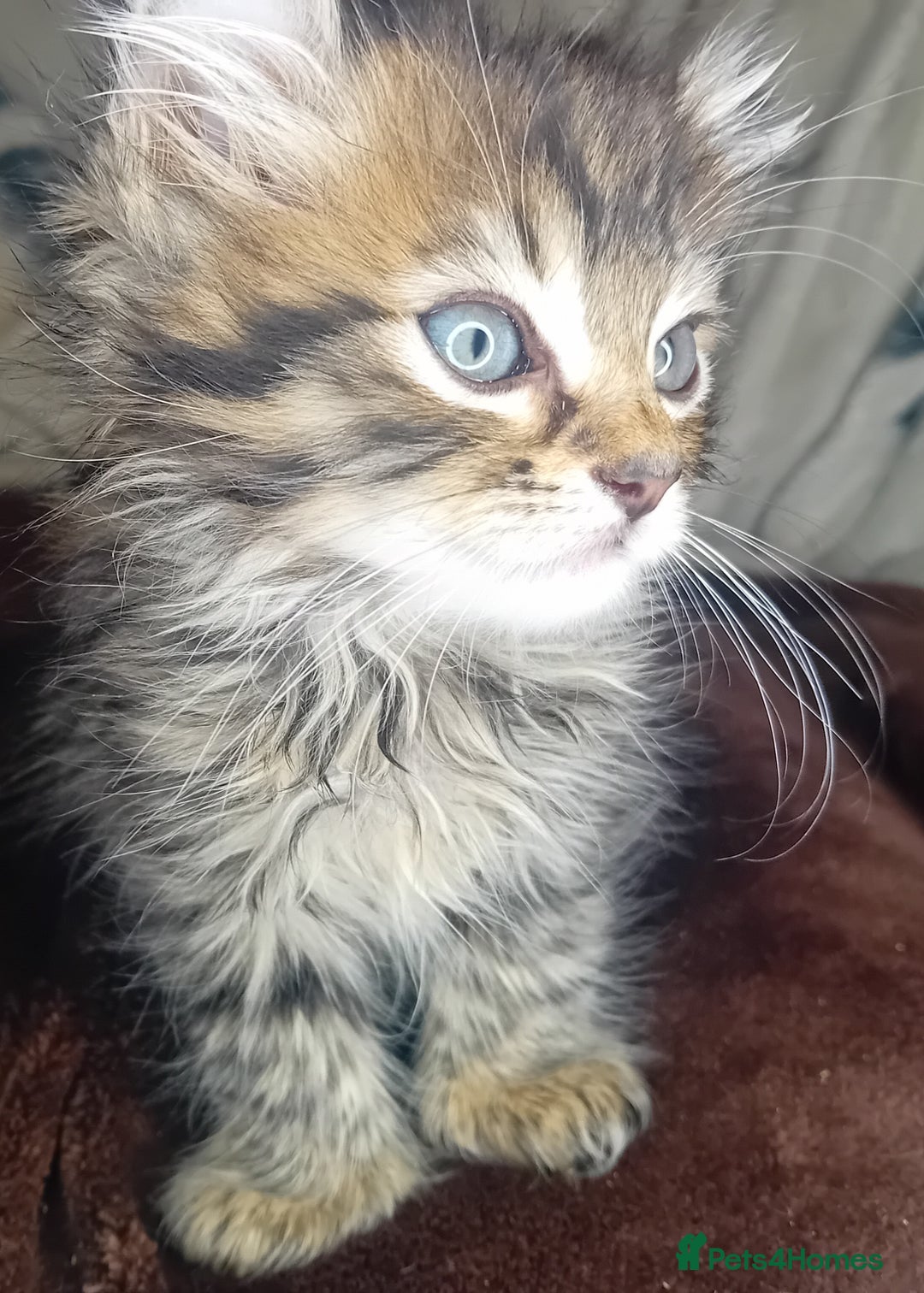 Bengal cats for sale: BengalX Ragdoll, American curl kittens - Advert 13