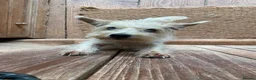 Jack Russell dogs for sale: Jack Russell Puppys for sale - Advert 8