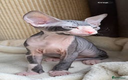 Sphynx cats for sale: Donskoy Sphynx Kittens - Image 22