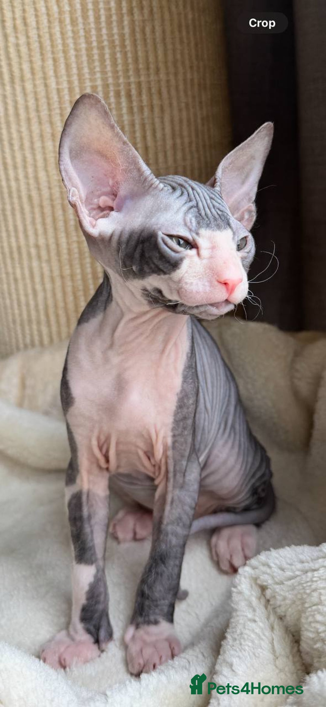 Sphynx cats for sale: Donskoy Sphynx Kittens - Image 22
