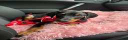 Dobermann dogs for sale: Ready now Kc Health tested Black & Tan girls  - Advert 11