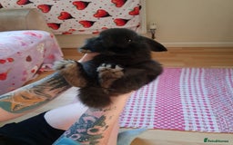 Mini Lop rabbits for sale: 9 week old black boy - Image 5