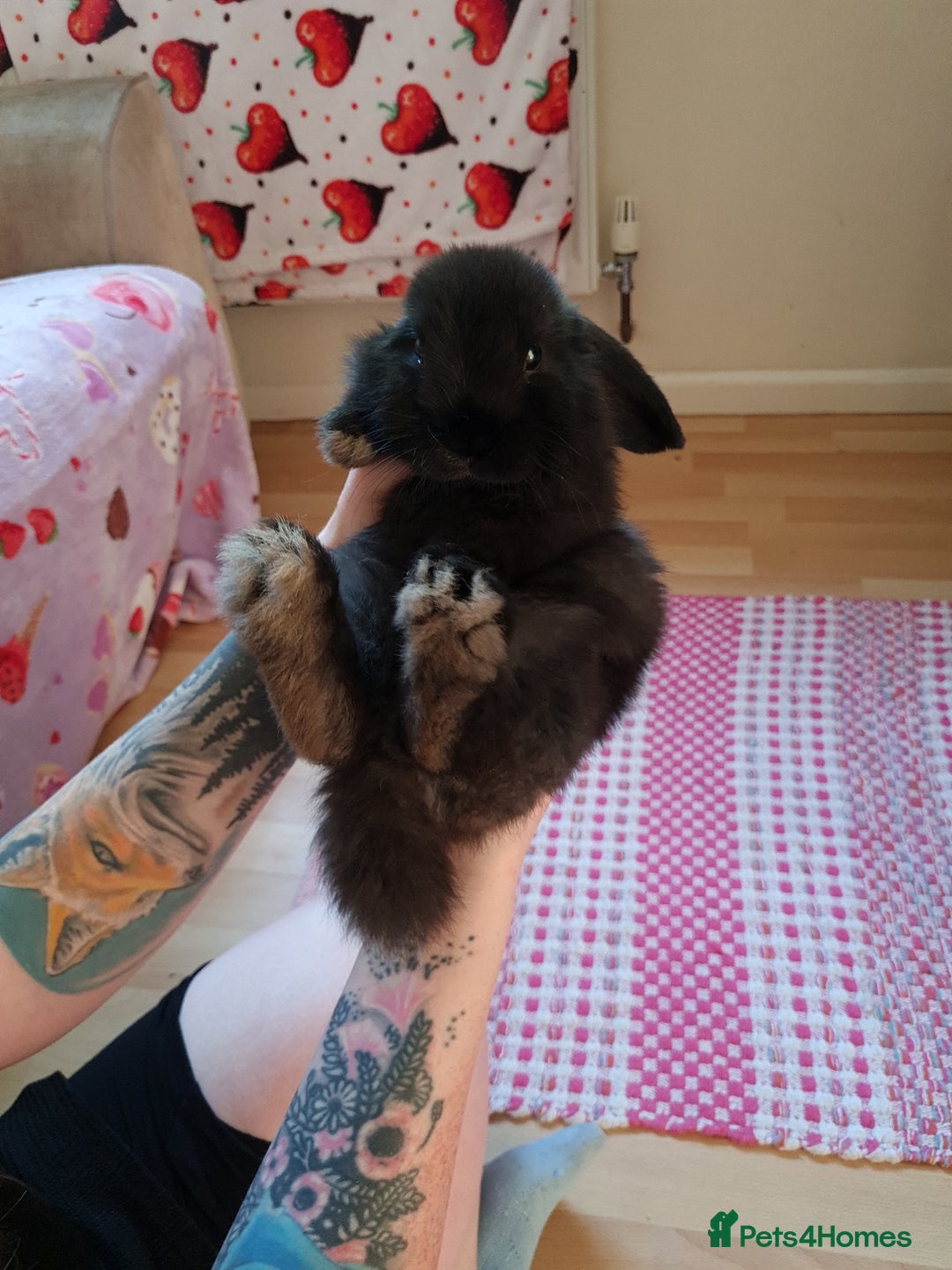 Mini Lop rabbits for sale: 9 week old black boy - Image 5