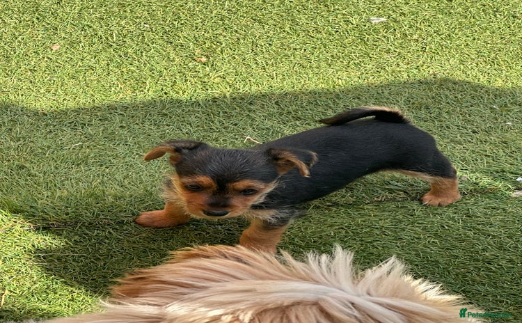 Mixed Breed dogs - Advert 1
