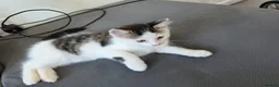 Mixed Breed cats for sale: 1 male kitten - Advert 4