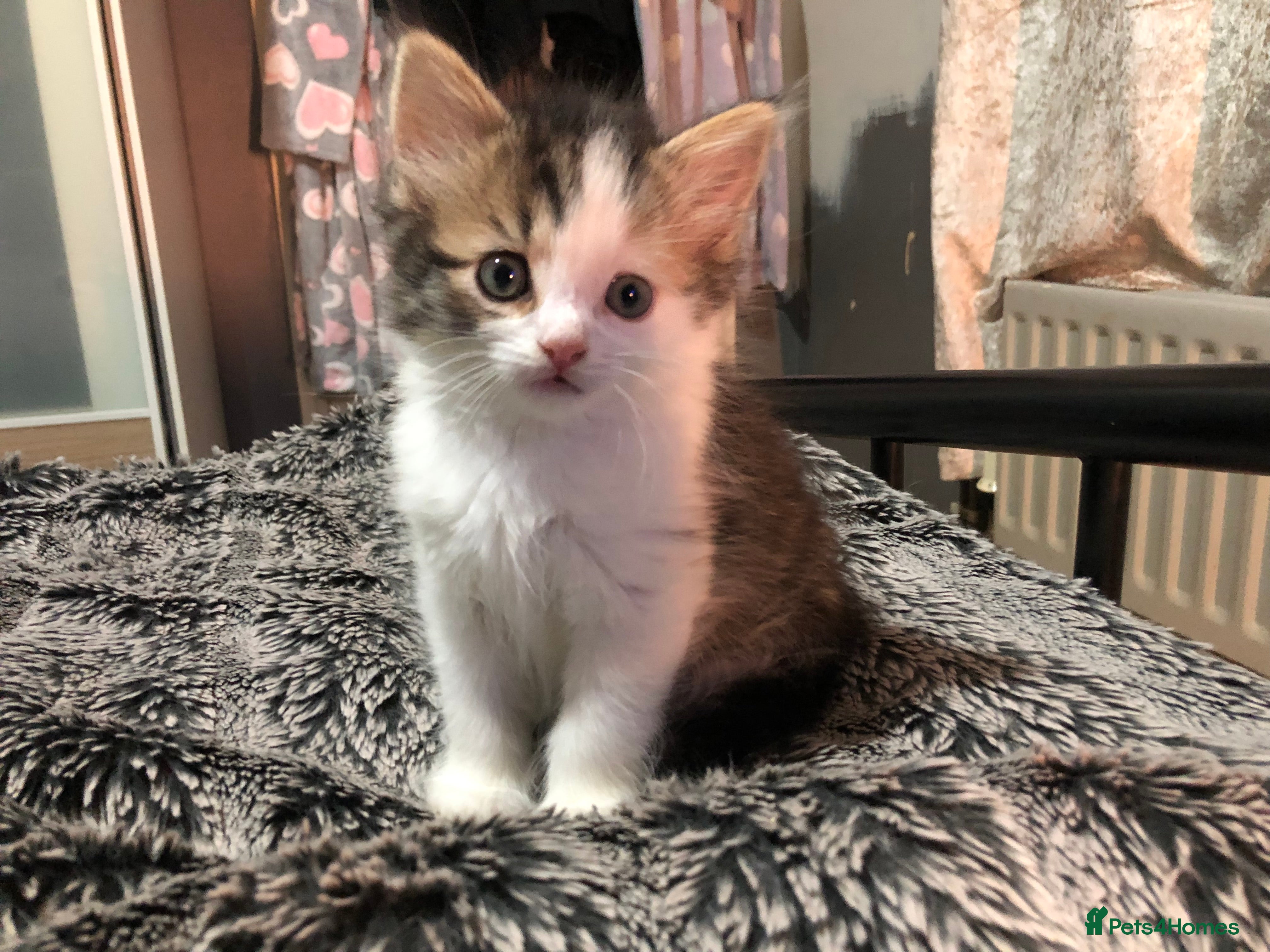 British Longhair cats Kittens for sale  in Sunderland - Advert 2