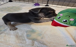 French Bulldog dogs for sale: 3x beautiful girl french bulldog puppies  - Advert 26