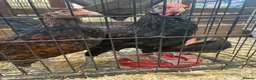 Chickens poultry for sale: Derbyshire Redcap chickens - Advert 3